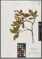 Foto von Salix hastata L.